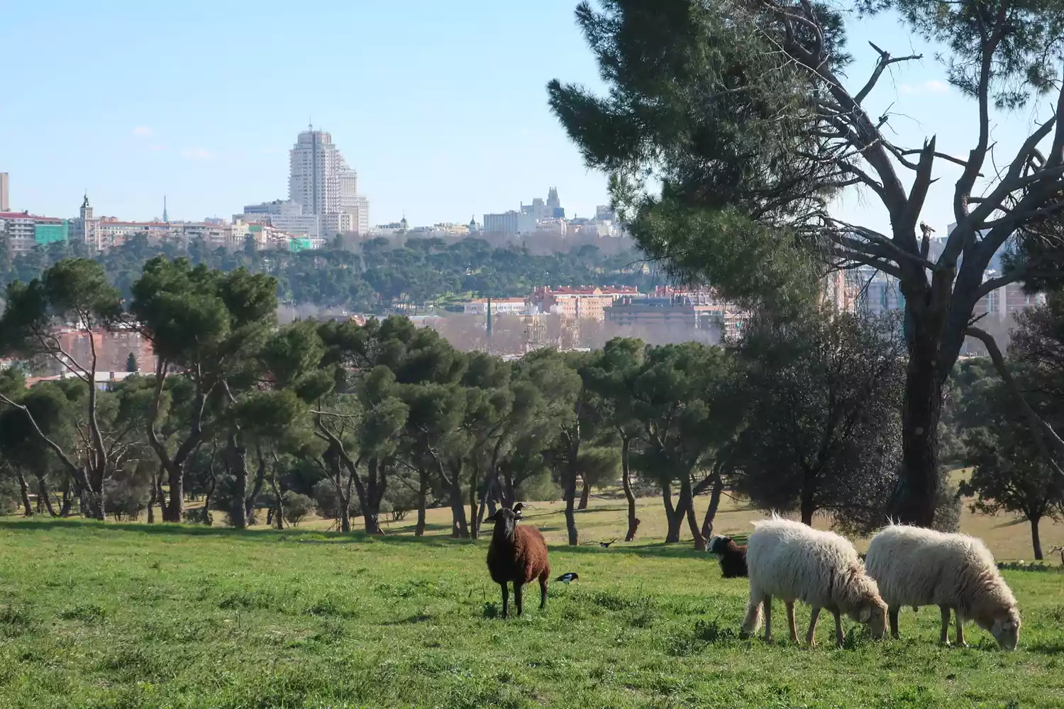 Sheep in Casa de Campo